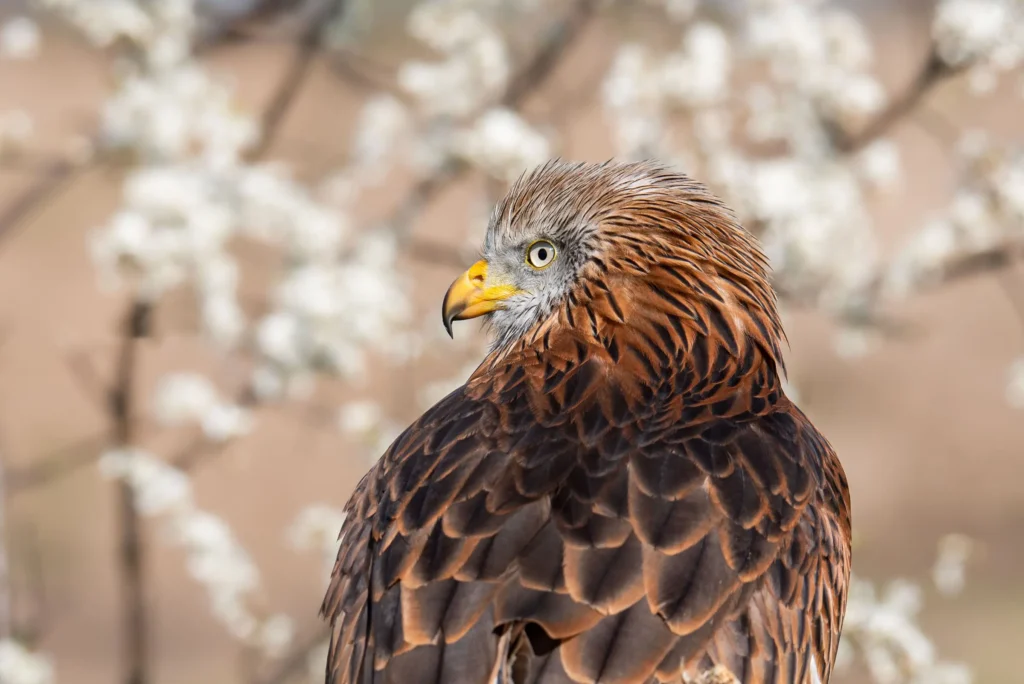 de-valk-roofvogels-fotografie-10