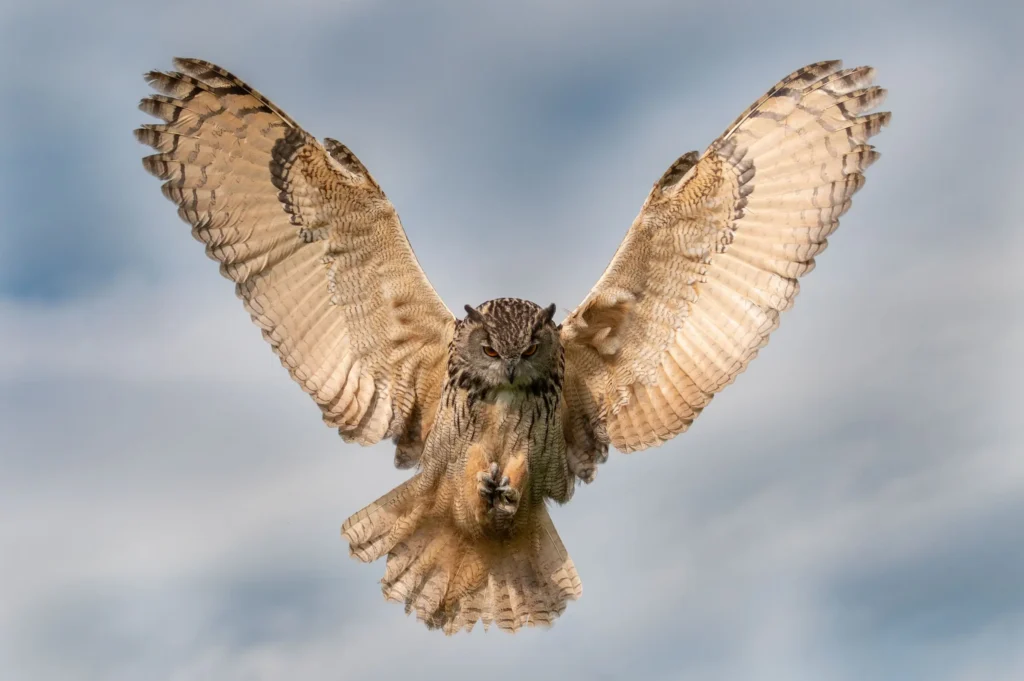 de-valk-roofvogels-fotografie-12