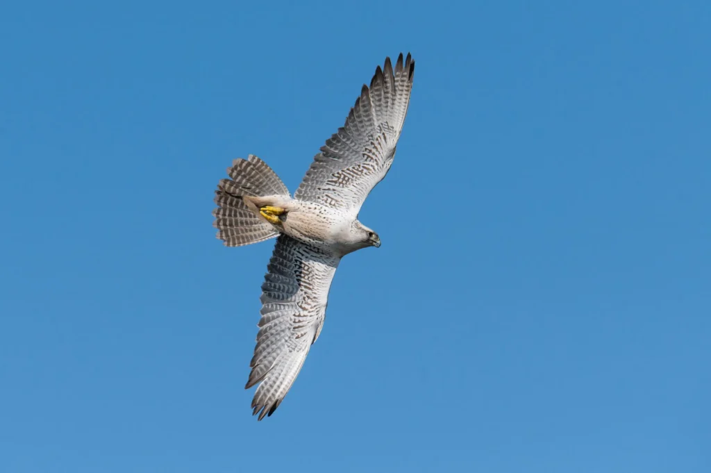 de-valk-roofvogels-fotografie-24