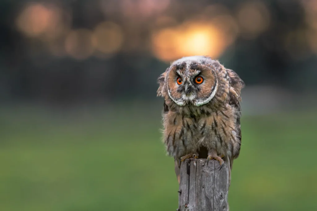 de-valk-roofvogels-fotografie-26