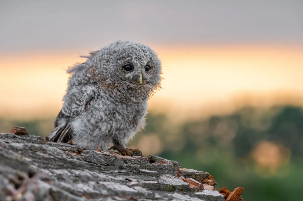 de-valk-roofvogels-fotografie-27