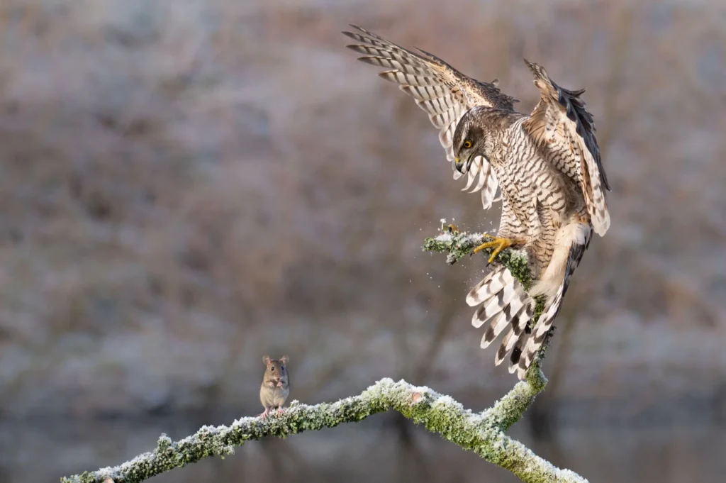 de-valk-roofvogels-fotografie-41