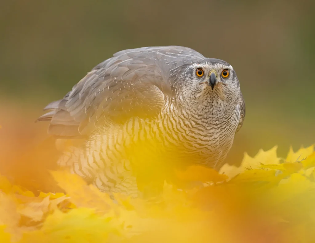 de-valk-roofvogels-fotografie-53