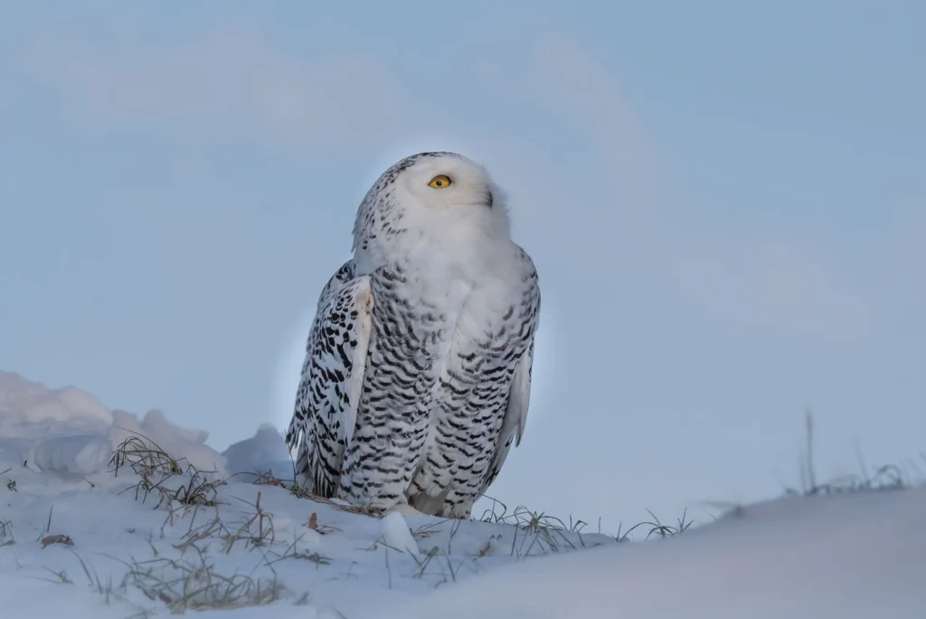 de-valk-roofvogels-fotografie-6